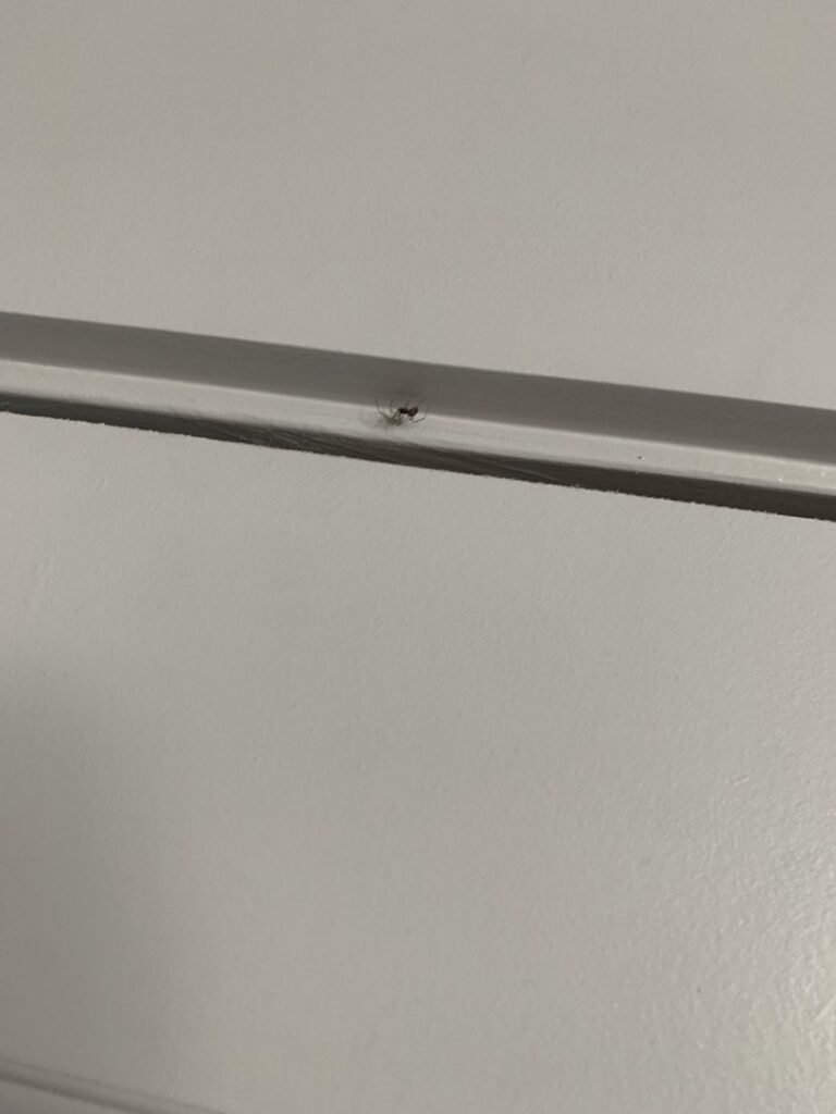 A small spider on a white wall, indicating a potential pest issue for Bulwark Exterminating in Greensboro, NC.