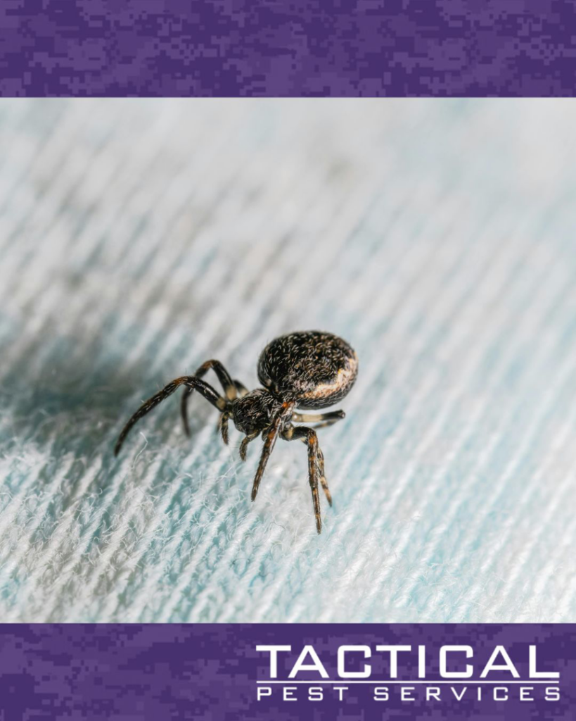 A small spider on a light blue fabric, indicating pest control services from Tactical Pest Services in McKinney, TX.