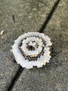 A small, round wasp nest with visible cells resting on a concrete surface, indicating a pest control situation for Pro Barrier Pest Control LLC in Aurora, IL.