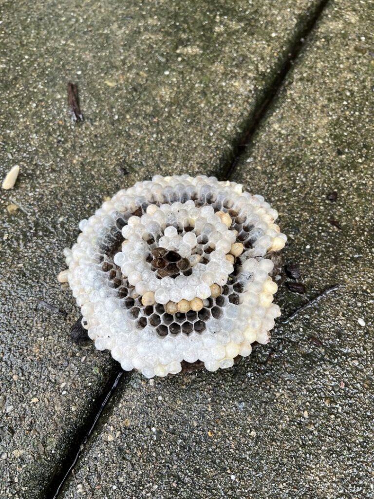 A small, round wasp nest with visible cells resting on a concrete surface, indicating a pest control situation for Pro Barrier Pest Control LLC in Aurora, IL.