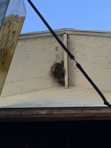 A small wasp nest attached to a building's eave, showing a common pest problem addressed by All Pest of Syracuse in East Syracuse, NY.