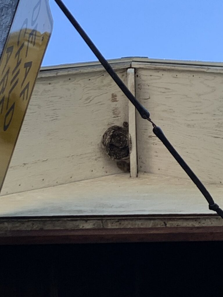A small wasp nest attached to a building's eave, showing a common pest problem addressed by All Pest of Syracuse in East Syracuse, NY.
