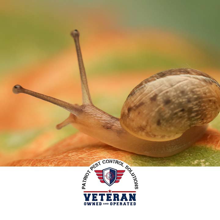 A snail on a leaf, representing a common garden pest that Patriot Pest Control Solutions in Yakima, WA, can help manage.