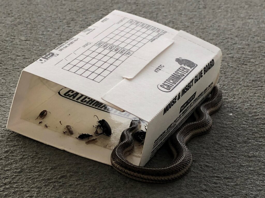 A snake and several insects caught in a Catchmaster glue trap, demonstrating wildlife and pest control by Norman Pest Control in Norman, OK