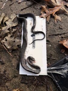 A snake caught on a Catchmaster glue trap, demonstrating wildlife removal by Titan Pest Pro - Springfield in Springfield, MO.