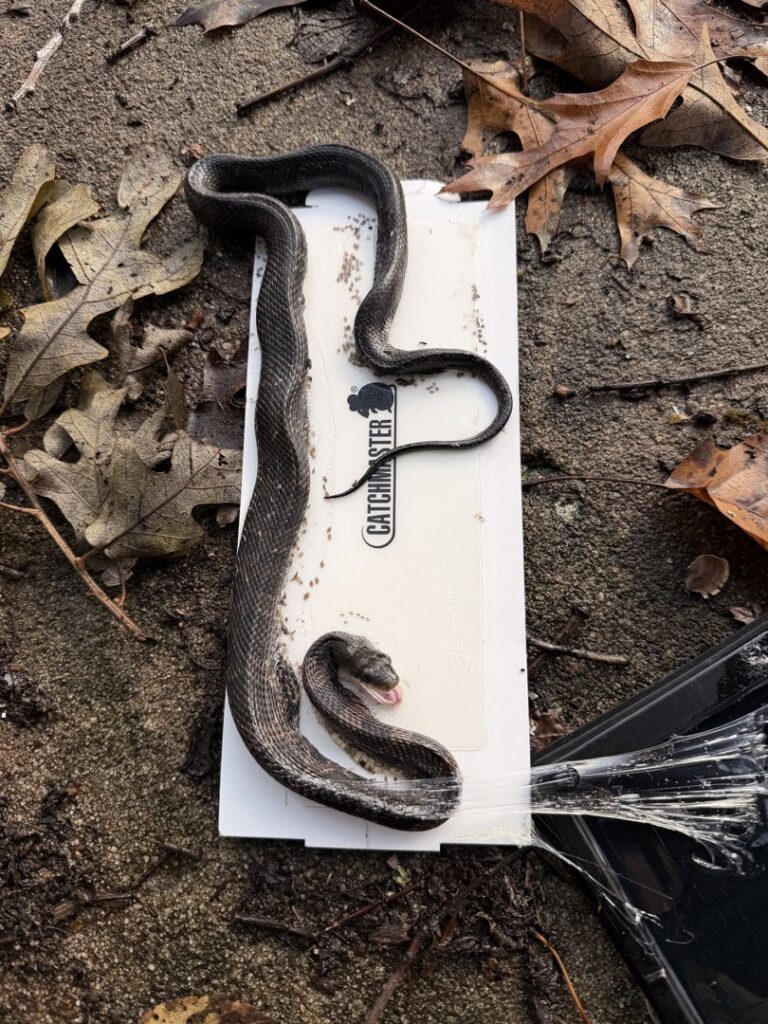 A snake caught on a Catchmaster glue trap, demonstrating wildlife removal by Titan Pest Pro - Springfield in Springfield, MO.