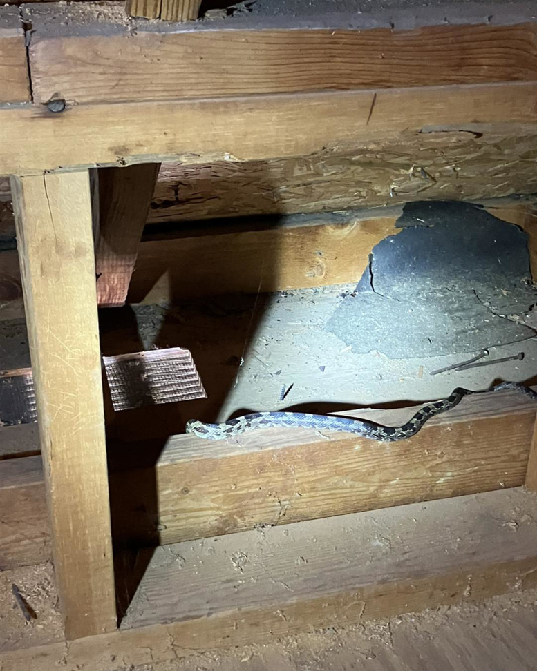 A snake found in a wooden attic, indicating a wildlife removal need by Snaps Pest Control in Birmingham, AL.