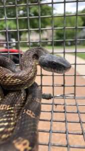 A snake safely captured in a trap by Complete Animal Removal USA in Louisville, KY.