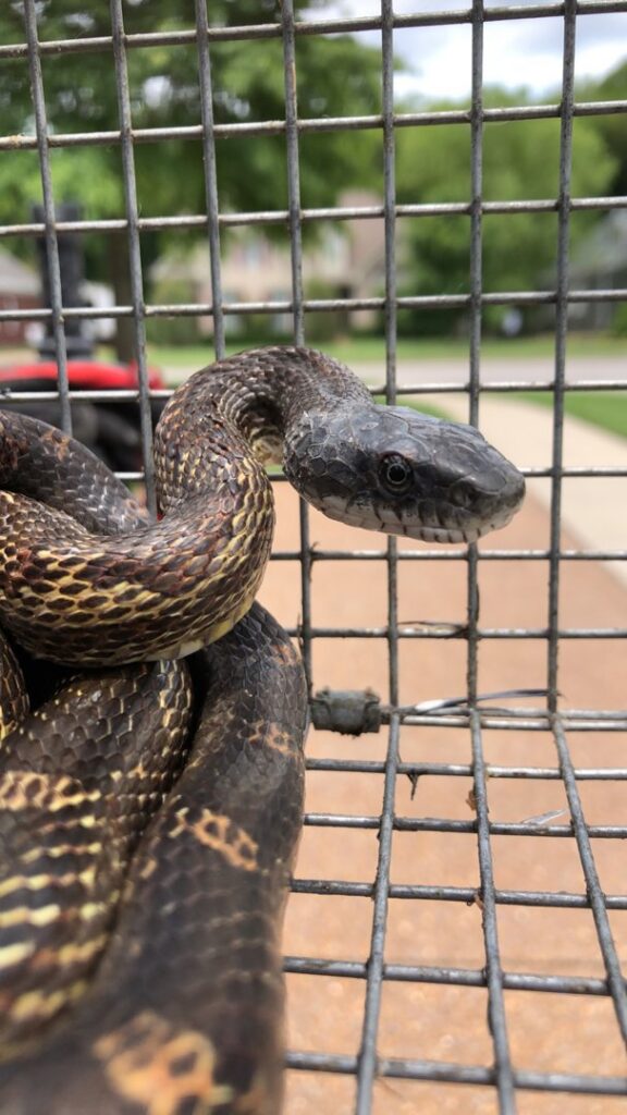 A snake safely captured in a trap by Complete Animal Removal USA in Louisville, KY.