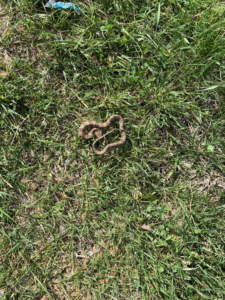 A small snake coiled on green grass, illustrating wildlife control services by Cuzzins Pest and Termite Control in Hopkinsville, KY.