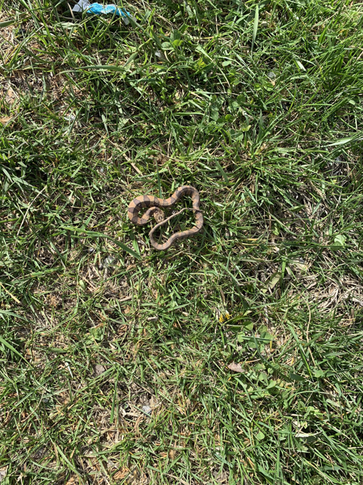 A small snake coiled on green grass, illustrating wildlife control services by Cuzzins Pest and Termite Control in Hopkinsville, KY.