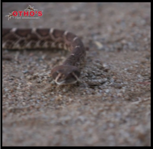 A snake on the ground, representing wildlife control services offered by Otho's Pest Management in Randleman, NC