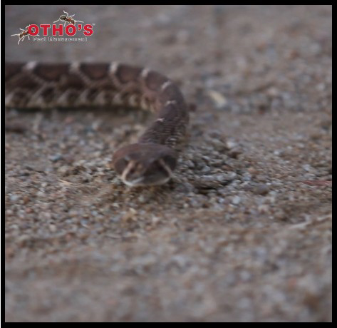 A snake on the ground, representing wildlife control services offered by Otho's Pest Management in Randleman, NC