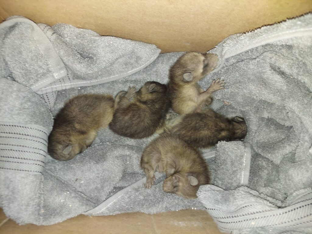 A professional from Good Riddance Rodents holding a snake after successful removal from a property in North Austin, TX.