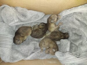 A professional from Good Riddance Rodents holding a snake after successful removal from a property in North Austin, TX.
