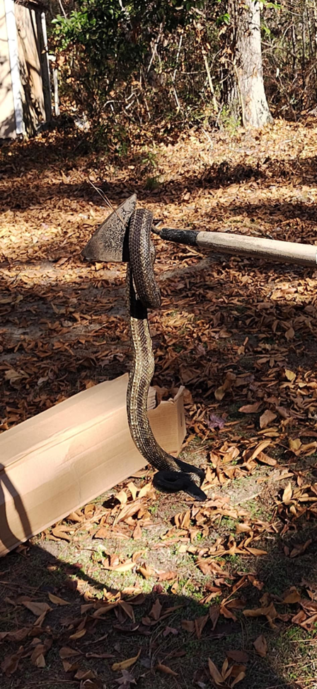 A snake being safely removed as part of wildlife control services by Adams Pest and Termite Control in Austin, TX.