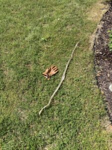 A shed snake skin and a work glove on the grass, showing wildlife control activity by Pura Pest Control in Greenville, SC