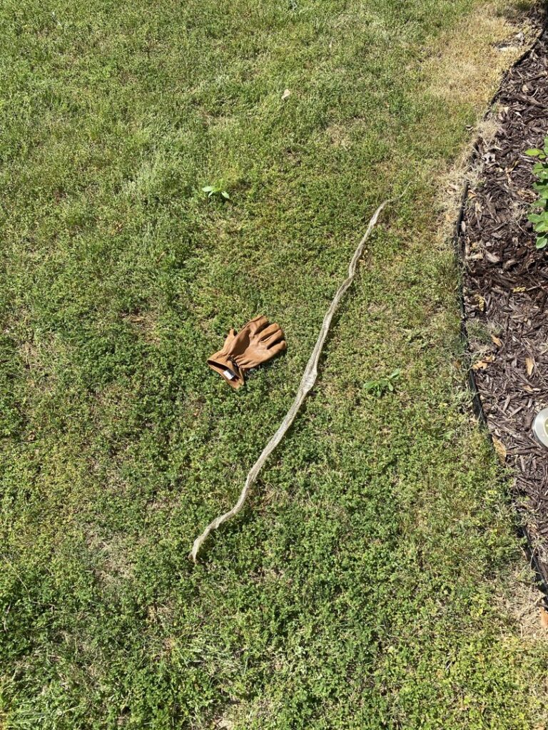 A shed snake skin and a work glove on the grass, showing wildlife control activity by Pura Pest Control in Greenville, SC