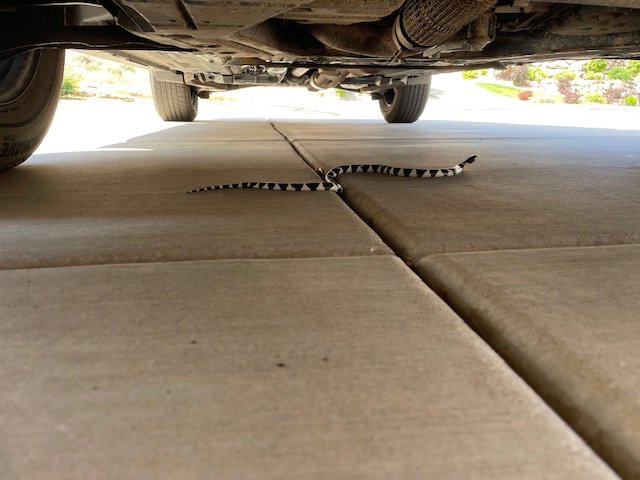 A black and white snake found under a car, demonstrating wildlife removal by Reliable pest control solutions in Hannibal, MO