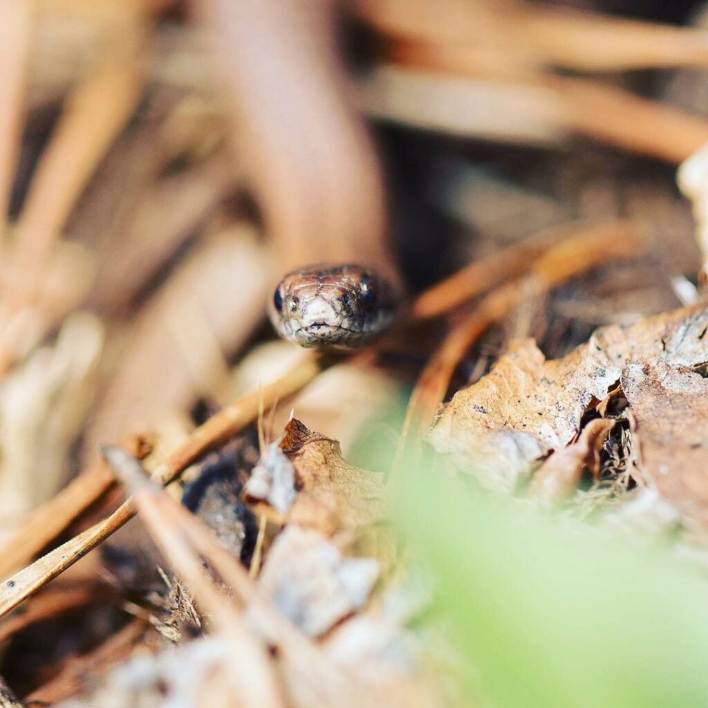 A close-up photo of a snake's head in leaves, representing wildlife removal services by Central Virginia Exterminating & Crawlspace Solutions in Dillwyn, VA.