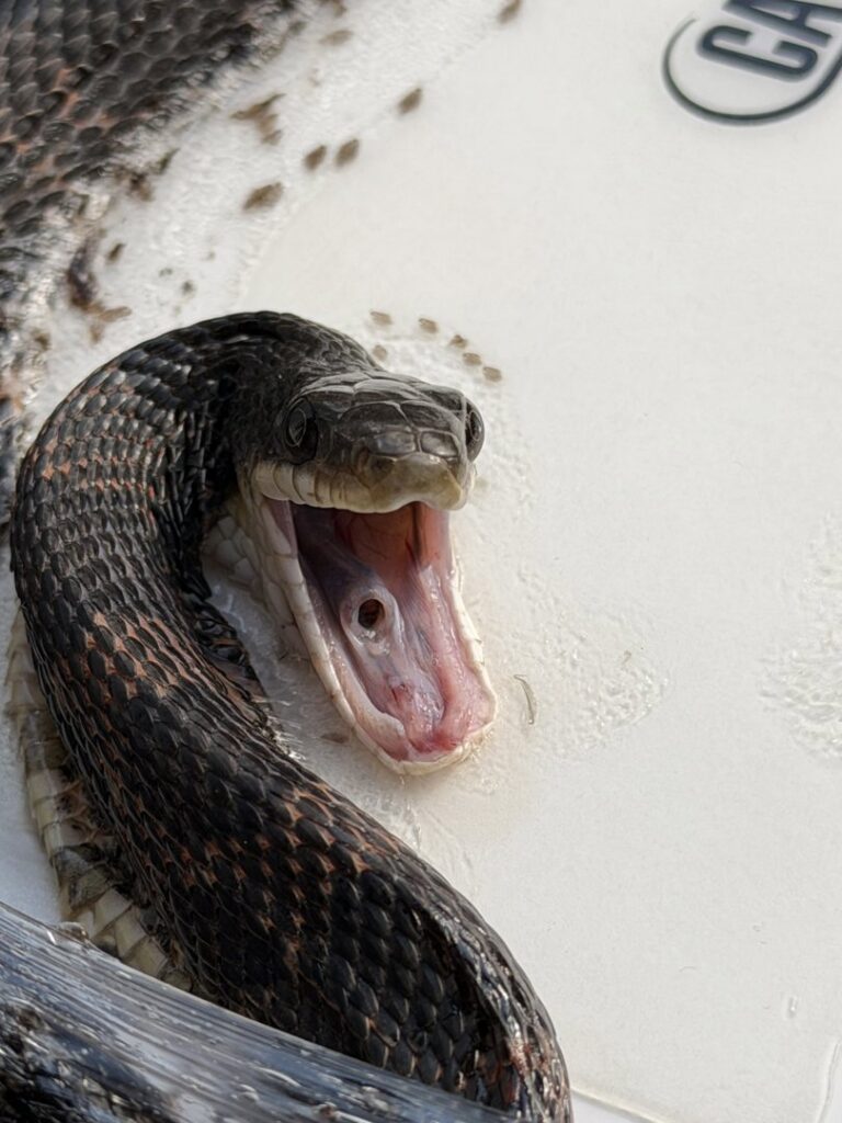 A close-up of a snake with its mouth open, captured during wildlife control by Titan Pest Pro - Springfield in Springfield, MO.