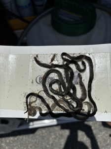 Multiple small snakes caught on a glue trap during a wildlife control job by Venom Pest Control in Clermont, FL