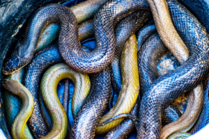 A bucket filled with several snakes, demonstrating wildlife removal services by On Time Pest Control LLC in Omaha, NE.