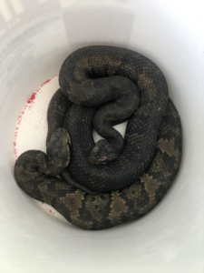 Two snakes coiled in a bucket after removal by ZooPro Wildlife Removal in Virginia Beach, VA.