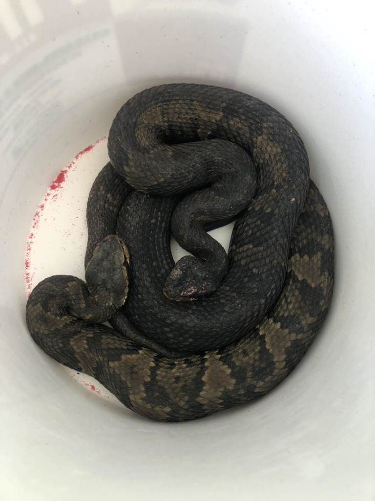 Two snakes coiled in a bucket after removal by ZooPro Wildlife Removal in Virginia Beach, VA.