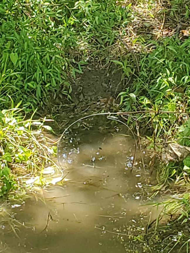 A snare trap set in a muddy path leading to water, showing wildlife trapping techniques by ACB Wildlife Control in Memphis, TN.
