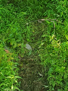 A snare trap set on a muddy trail surrounded by dense vegetation, illustrating wildlife control by ACB Wildlife Control in Memphis, TN.