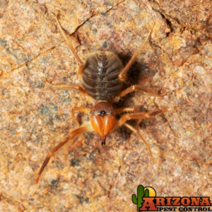 A close-up of a solifugid (camel spider) on a rock, a pest handled by Arizona Pest Control in Tucson, AZ.