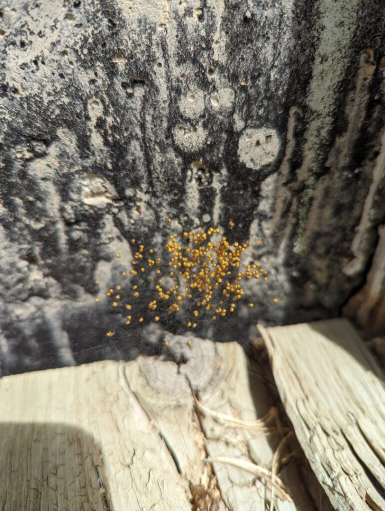 A cluster of spider eggs on a surface, indicating pest activity for Elevated Pest Control LLC in Berthoud, CO.