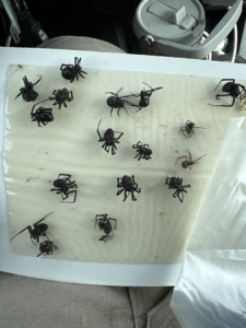 A glue trap filled with several spiders, indicating effective pest control by Hemi Pest Control in Meridian, ID.