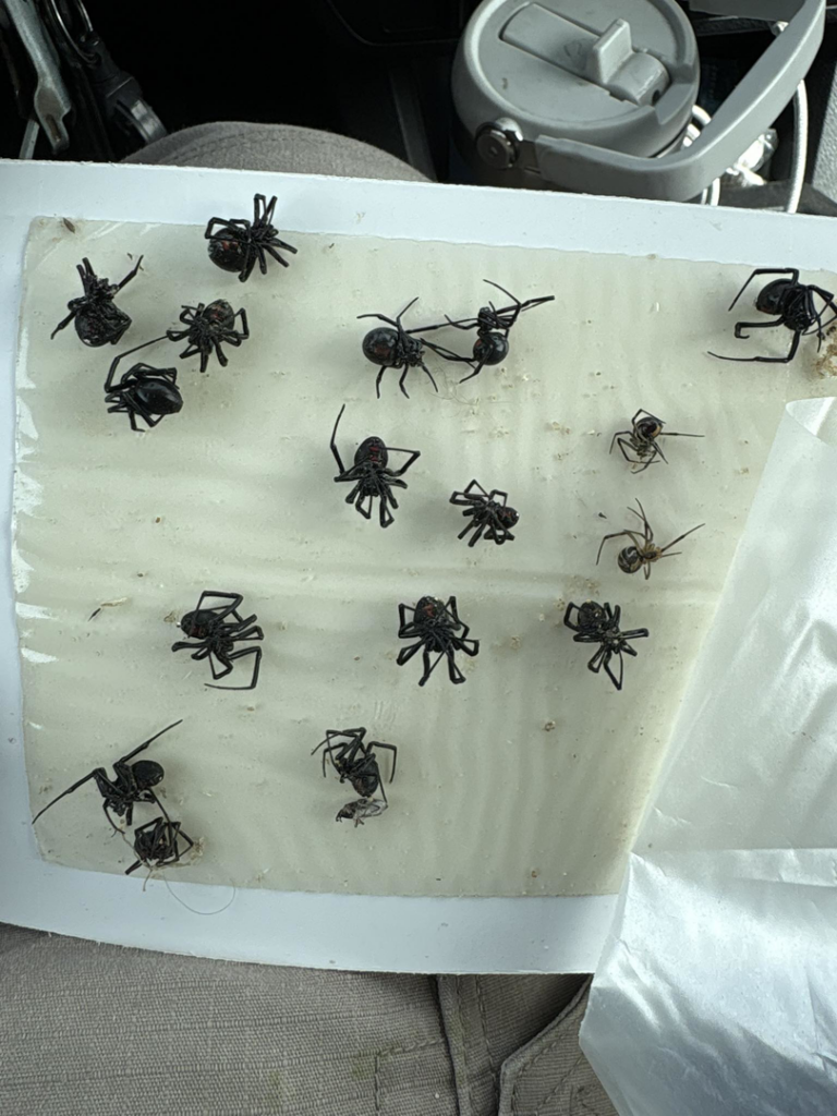 A glue trap filled with several spiders, indicating effective pest control by Hemi Pest Control in Meridian, ID.