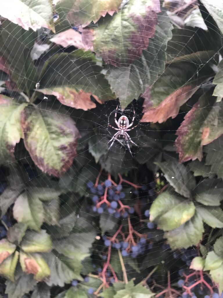 A spider in its web among green and red leaves with berries, representing a pest issue for Nature Shield Pest & Lawn in Meridian, ID.