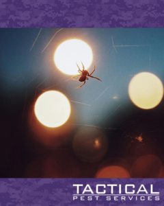 A spider in its web, silhouetted by bright lights, showing pest control expertise from Tactical Pest Services in McKinney, TX.