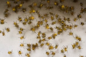 A close-up of numerous small yellow spiders on a white surface, indicating a spider infestation in Wayzata, MN.