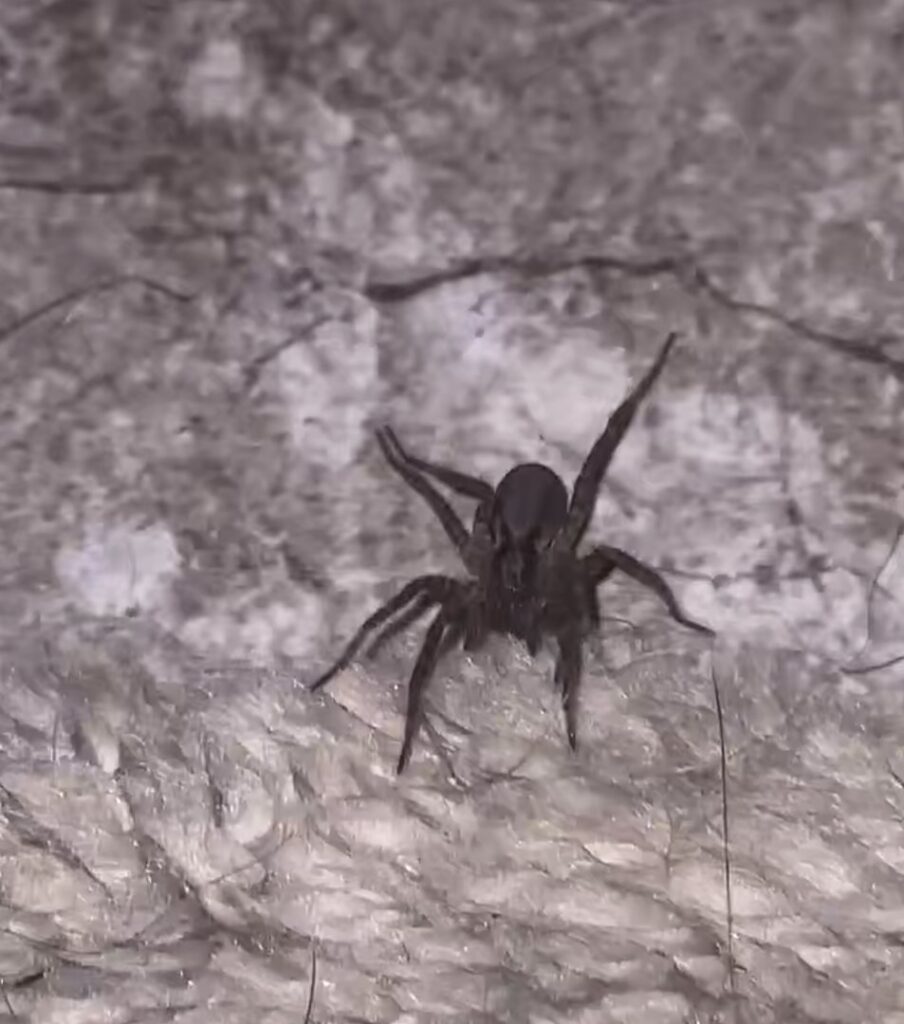 A spider crawling on a textured carpet or fabric surface, indicating a common household pest, by Blue Rose Pest Control in Fremont, NE.