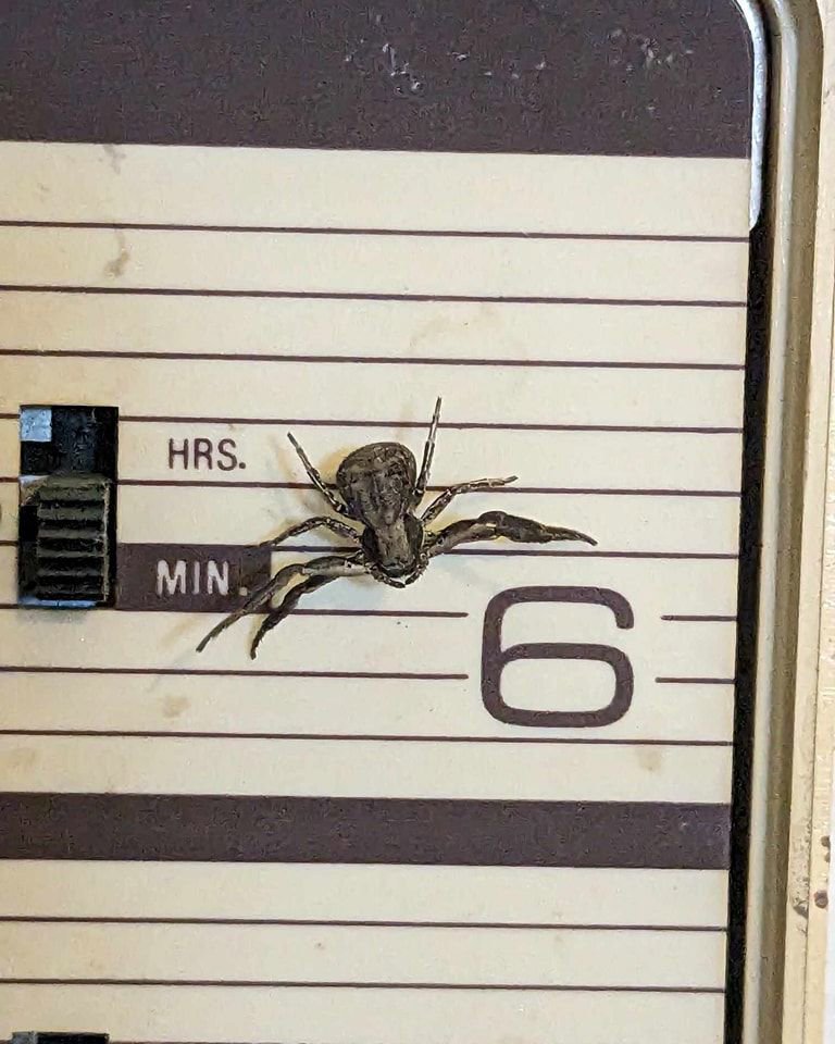 A spider crawling on the face of a clock, indicating a common household pest, by Blue Rose Pest Control in Fremont, NE.