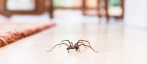 A large spider on a light-colored floor, representing spider pest control services from Maximum Pest Management in Wichita, KS.