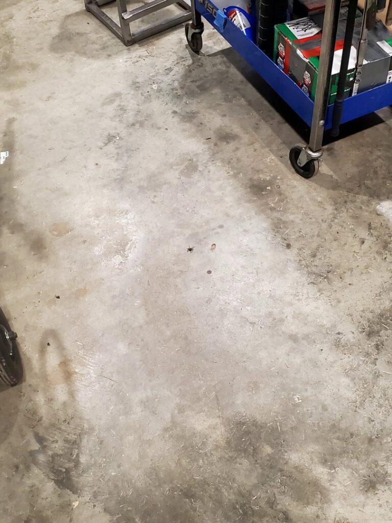 A spider on a concrete garage floor, a common pest handled by Moxie Pest Control Bentonville in Springdale, AR.