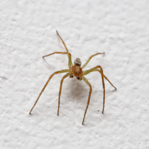 A small spider on a white textured wall, indicating a potential pest issue for Mecaf Termite and Pest Control in Long Beach, CA