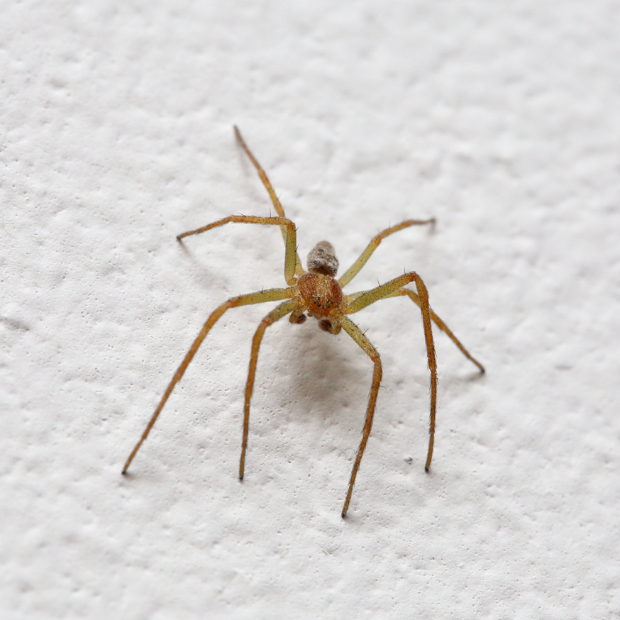 A small spider on a white textured wall, indicating a potential pest issue for Mecaf Termite and Pest Control in Long Beach, CA