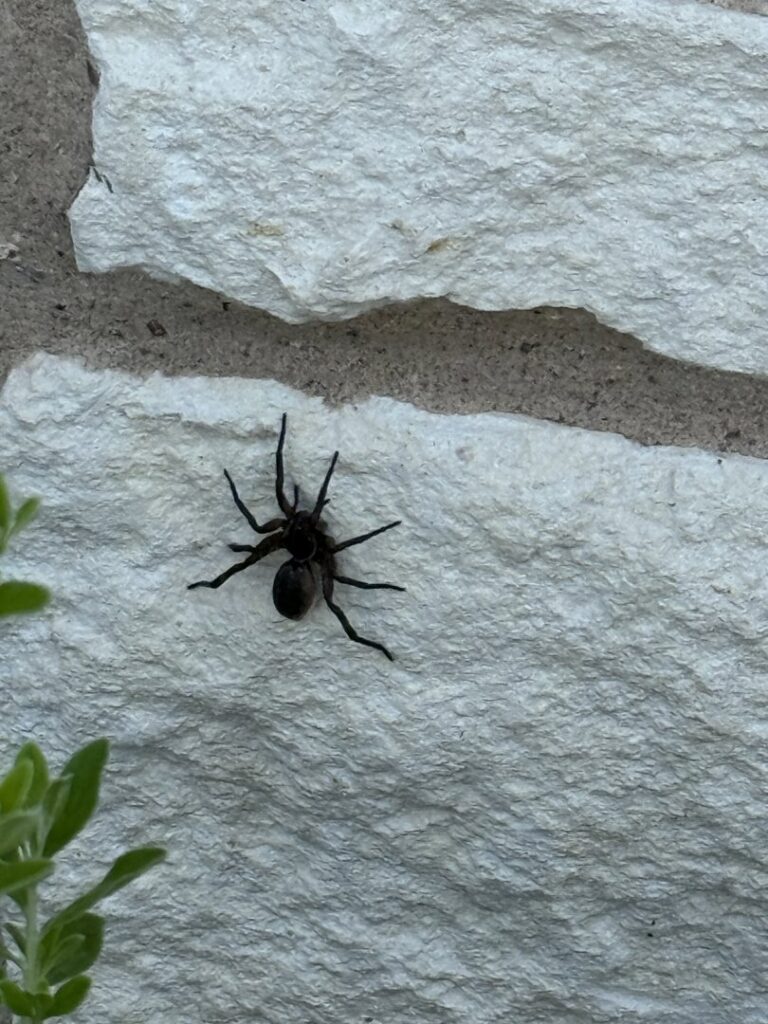 A spider on a white stone wall, representing a common pest encountered by Blue Line Pest Police in Fort Worth, TX.