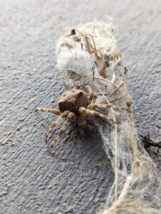 A spider on a wall with its web, indicating a pest issue for Elevated Pest Control LLC in Berthoud, CO.