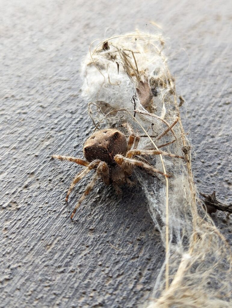 A spider on a wall with its web, indicating a pest issue for Elevated Pest Control LLC in Berthoud, CO.