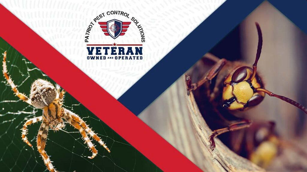 A composite image featuring a spider on its web and a hornet near its nest, common pests managed by Patriot Pest Control Solutions in Yakima, WA.