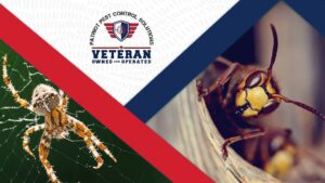 A composite image featuring a spider on its web and a hornet near its nest, common pests managed by Patriot Pest Control Solutions in Yakima, WA.