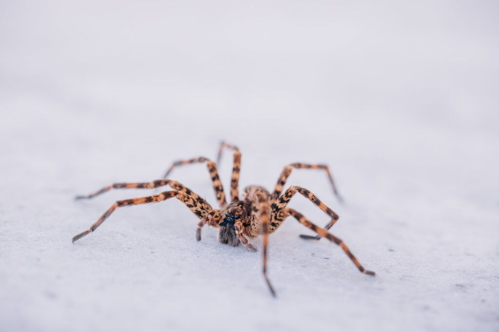 A close-up photo of a spider, representing pest control services offered by Central Virginia Exterminating & Crawlspace Solutions in Dillwyn, VA.